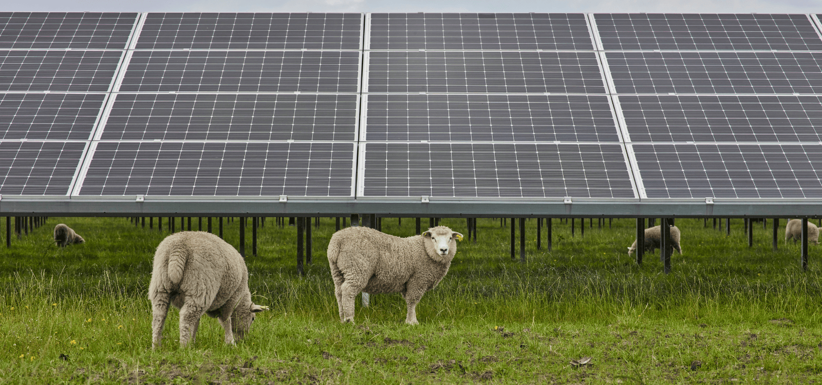 New Jersey Agrivoltaics: 16 Dual-Use Solar Projects Approved