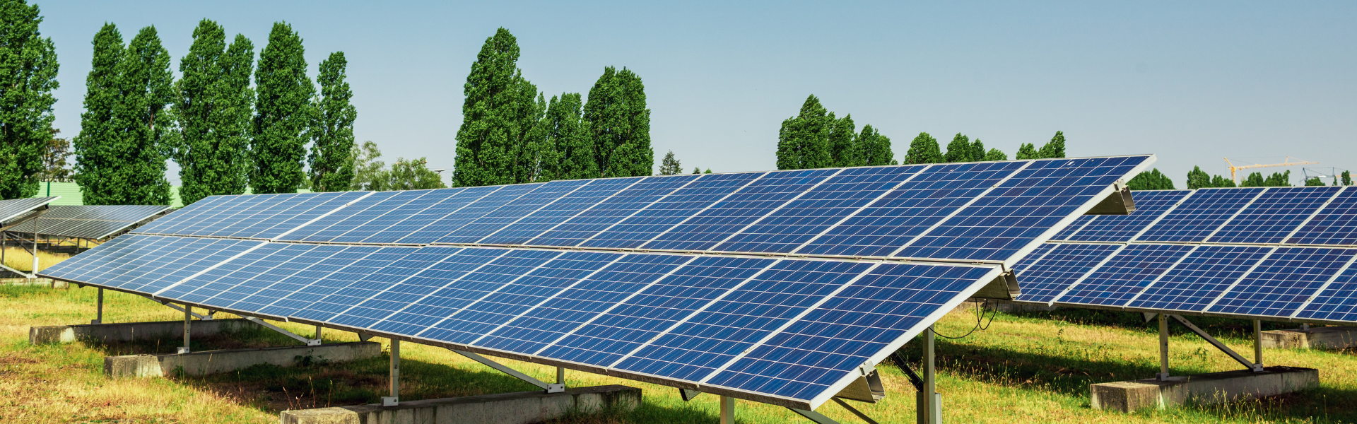 Solar panels in a field with trees